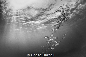 Horse Eyed Jacks playing in the sun! by Chase Darnell 